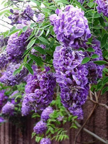 Wisteria Frutescens 'longwood Purple' Staked - View 4 from www redcrocus com