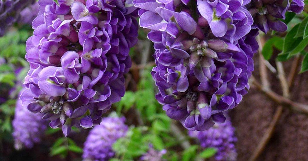 Wisteria Frutescens 'longwood Purple' Staked - View 5 from www redcrocus com