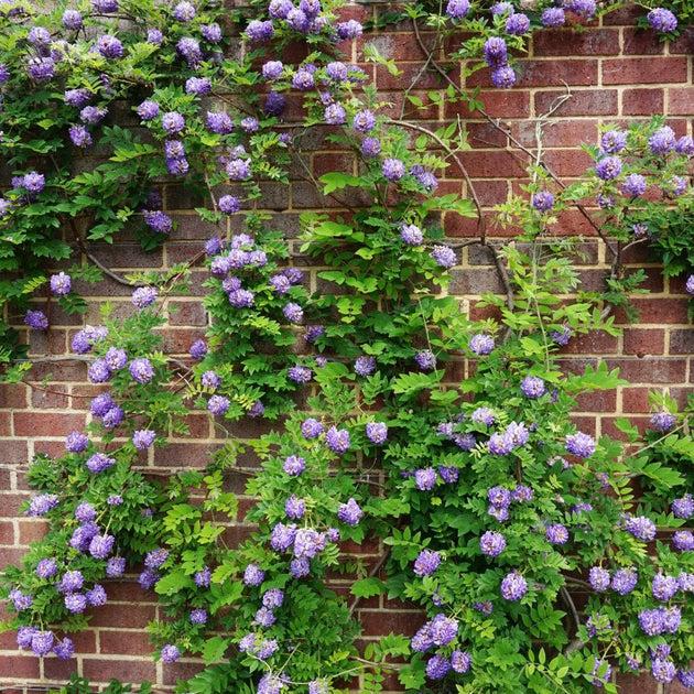 Wisteria Frutescens 'longwood Purple' Staked - View 6 from www redcrocus com
