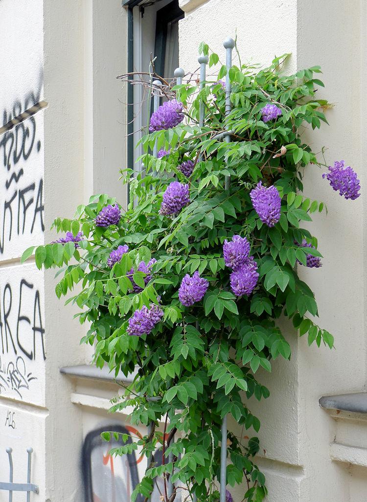 Wisteria Frutescens 'longwood Purple' Staked - View 7 from www redcrocus com