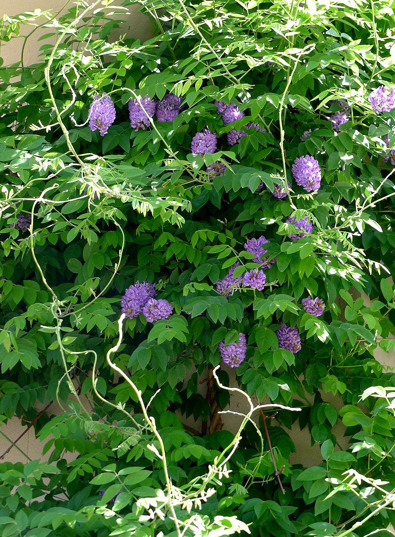 Wisteria Frutescens 'longwood Purple' Staked - View 8 from www redcrocus com