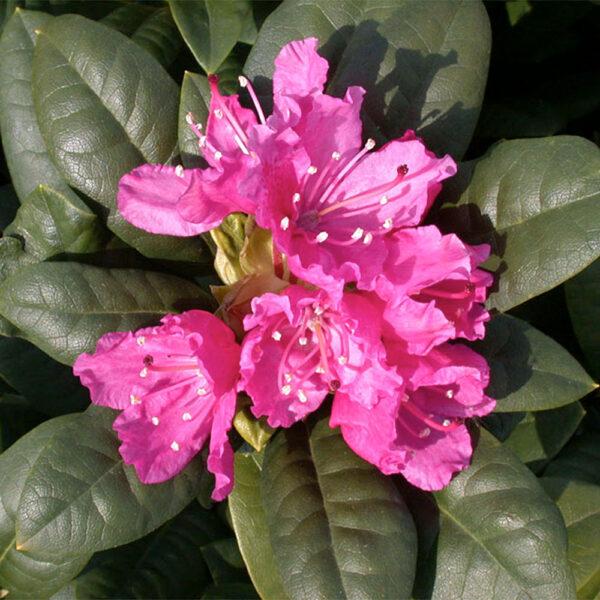 Rhododendron Rocket - View 12 from www redcrocus com