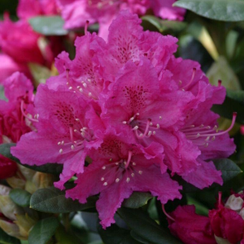 Rhododendron Rocket - View 16 from www redcrocus com