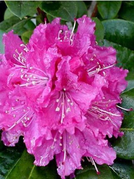 Rhododendron Rocket - View 17 from www redcrocus com