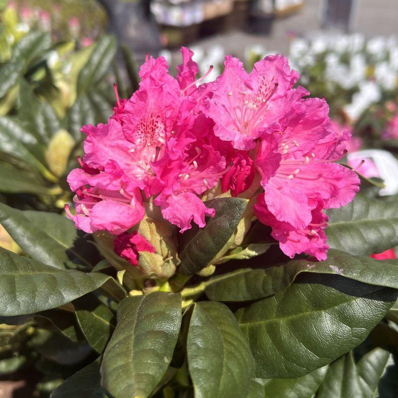 Rhododendron Rocket - View 19 from www redcrocus com