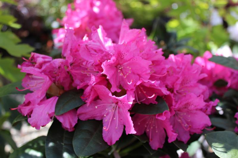 Rhododendron Rocket - View 1 from www redcrocus com