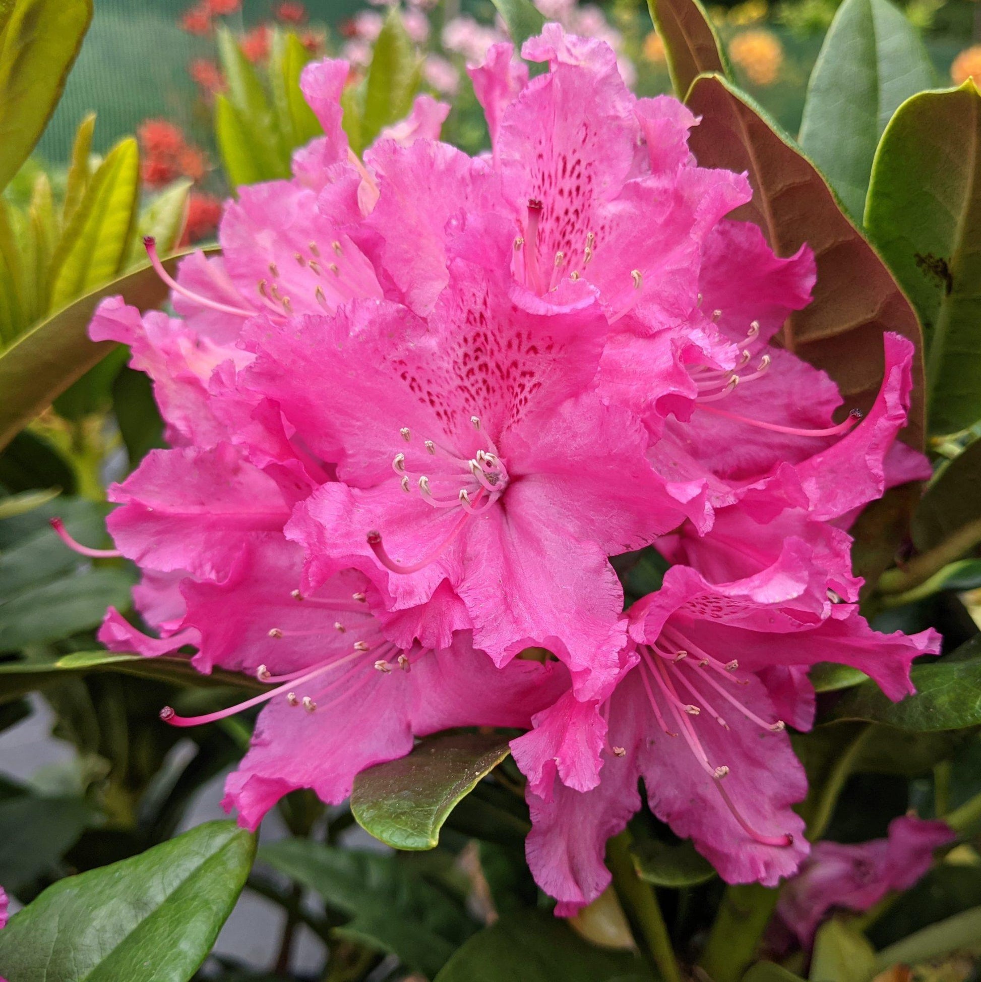 Rhododendron Rocket - View 2 from www redcrocus com