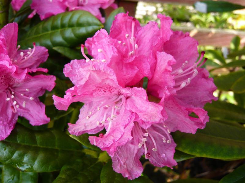 Rhododendron Rocket - View 3 from www redcrocus com