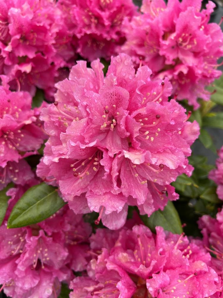 Rhododendron Rocket - View 4 from www redcrocus com