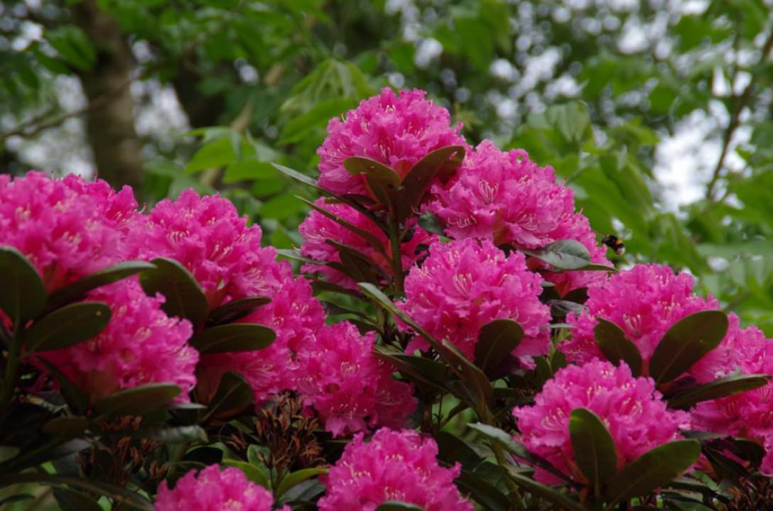Rhododendron Rocket - View 5 from www redcrocus com