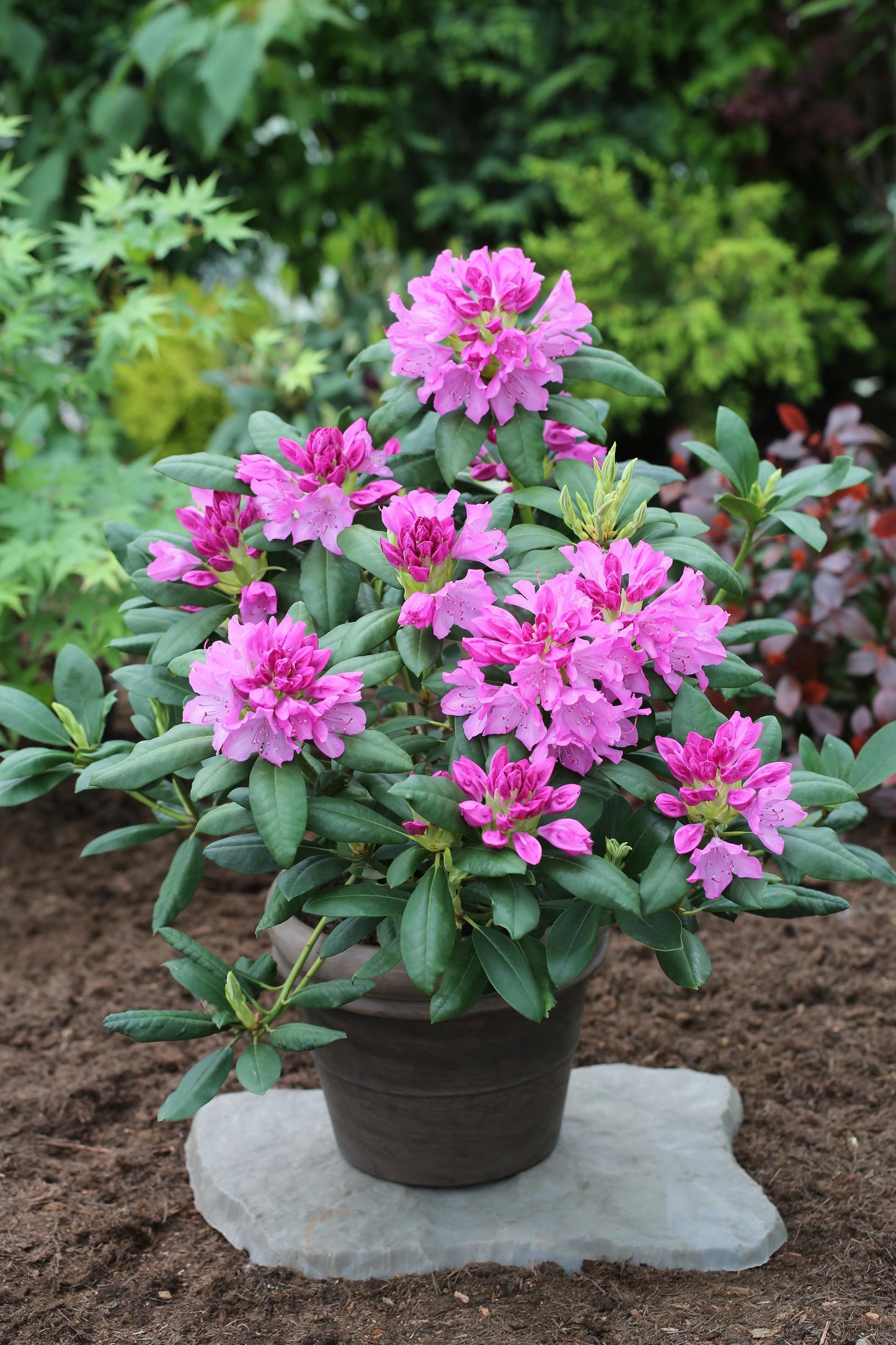 Rhododendron Rocket - View 7 from www redcrocus com