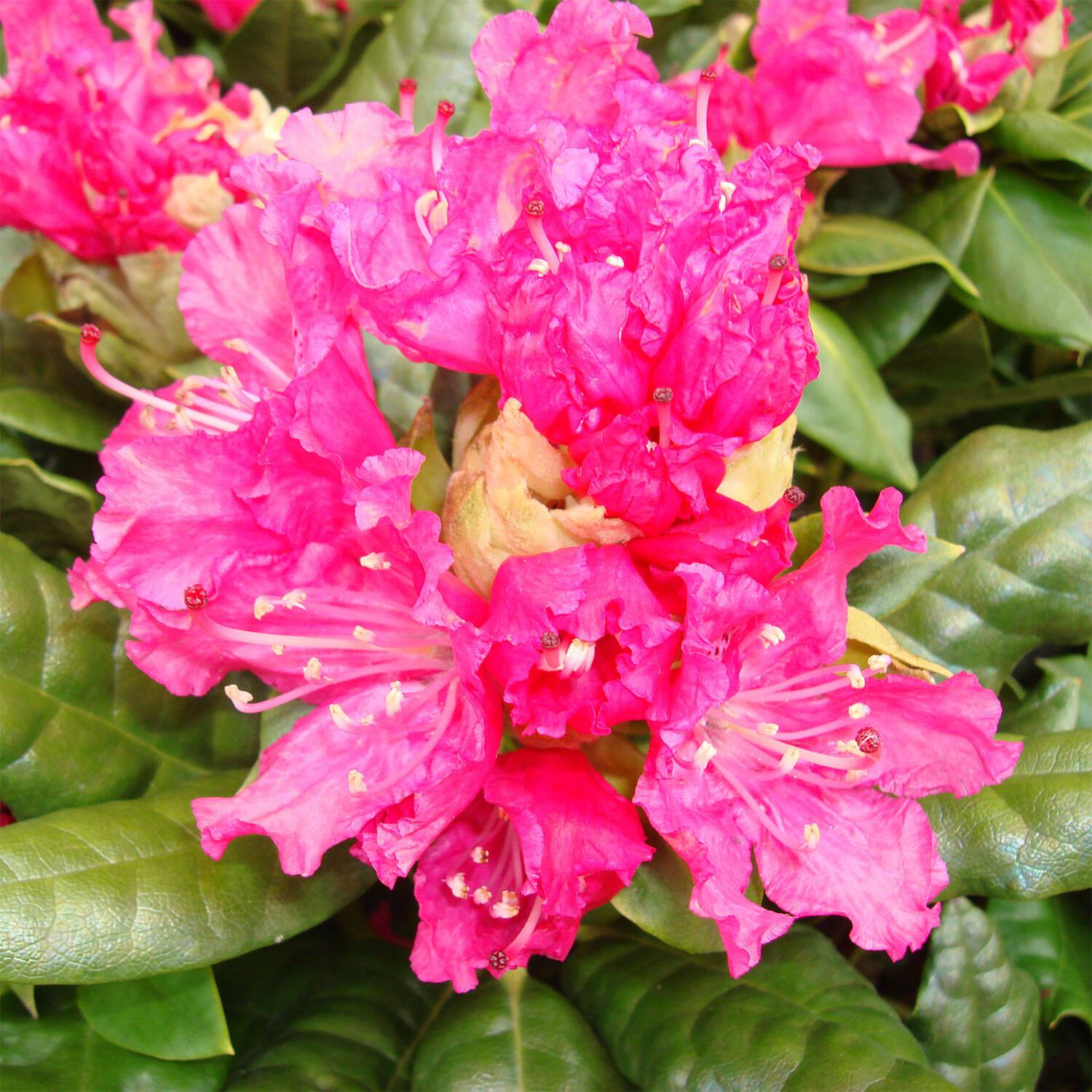 Rhododendron Rocket - View 8 from www redcrocus com