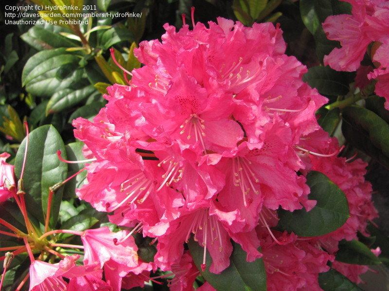 Rhododendron Rocket - View 9 from www redcrocus com