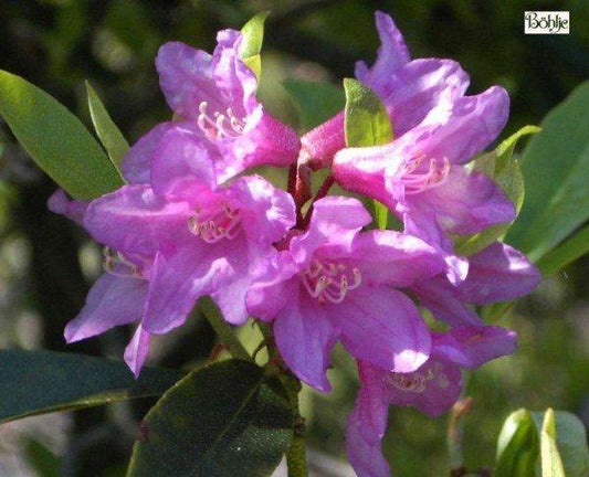 Rhododendron Laetivirens - View 1 from www redcrocus com