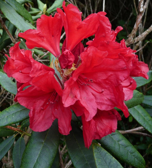 Rhododendron Vulcan - View 1 from www redcrocus com