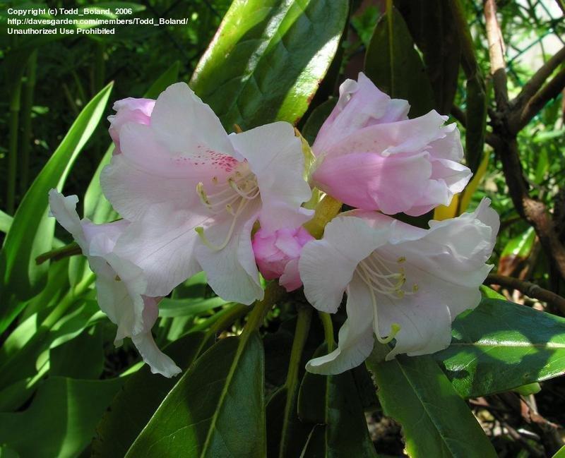 Rhododendron Teddy Bear - View 10 from www redcrocus com