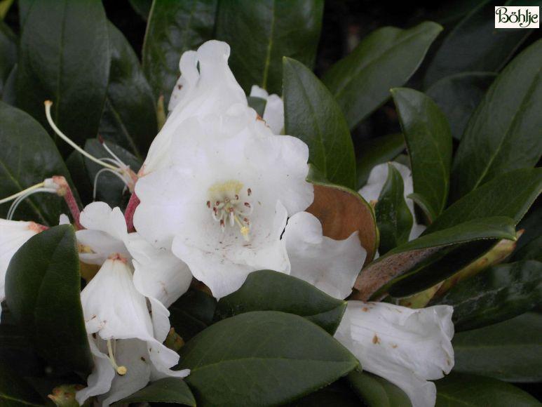 Rhododendron Teddy Bear - View 11 from www redcrocus com