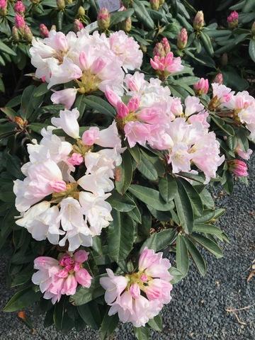 Rhododendron Teddy Bear - View 12 from www redcrocus com