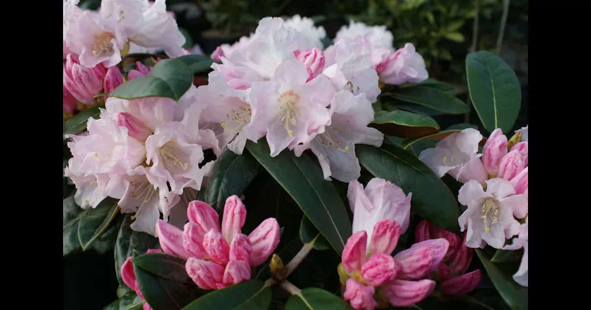 Rhododendron Teddy Bear - View 12 from www redcrocus com