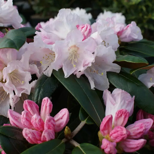 Rhododendron Teddy Bear - View 1 from www redcrocus com