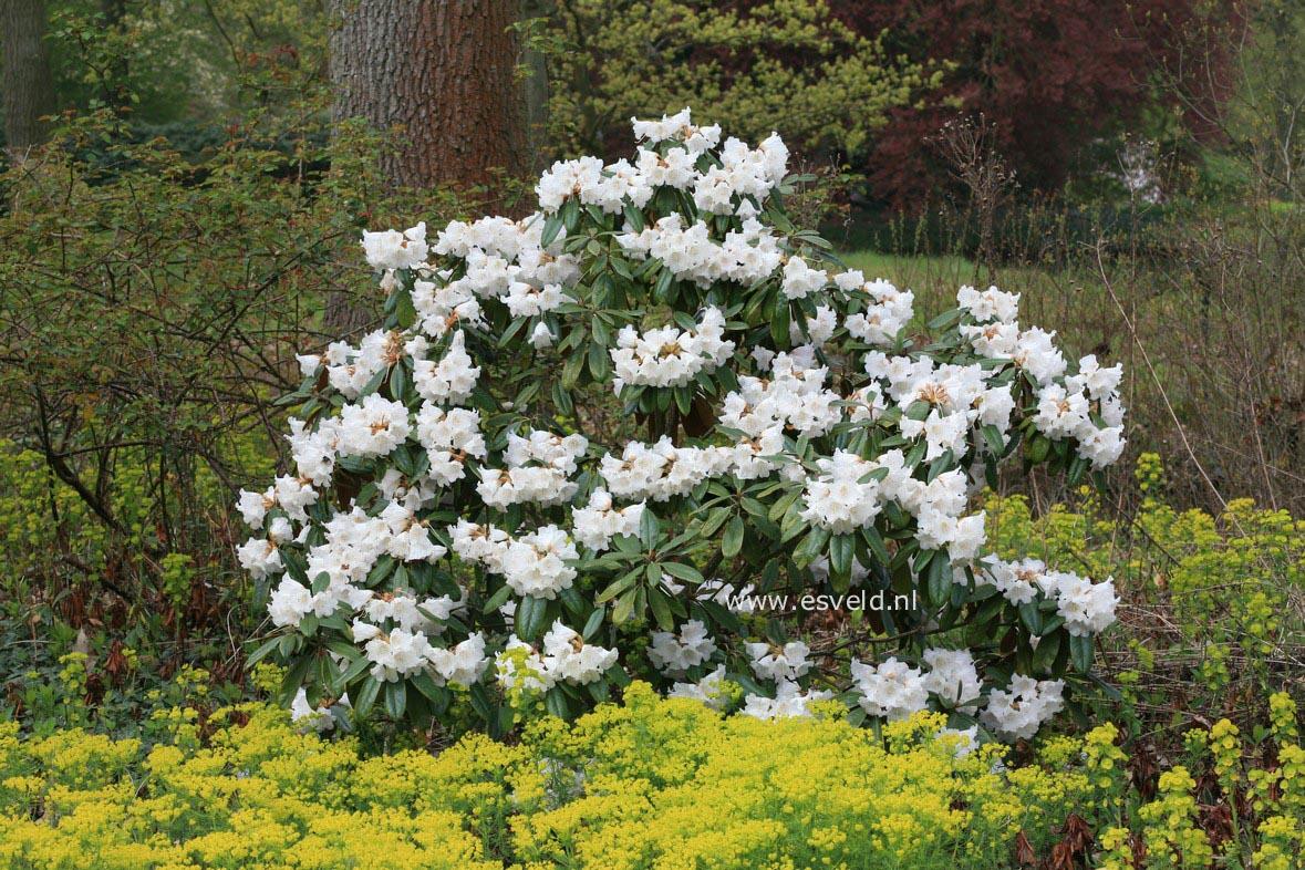 Rhododendron Teddy Bear - View 2 from www redcrocus com