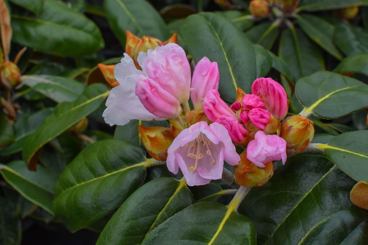Rhododendron Teddy Bear - View 3 from www redcrocus com