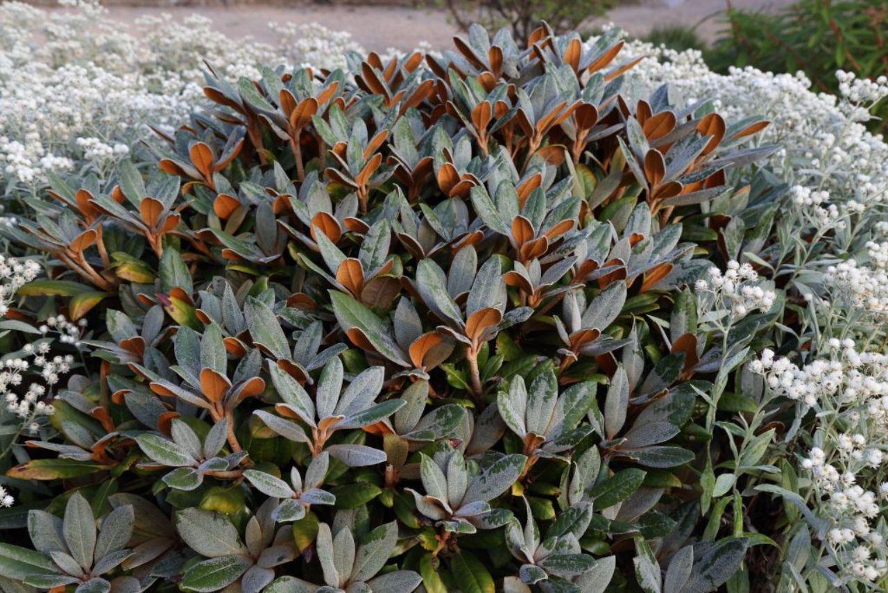 Rhododendron Teddy Bear - View 4 from www redcrocus com