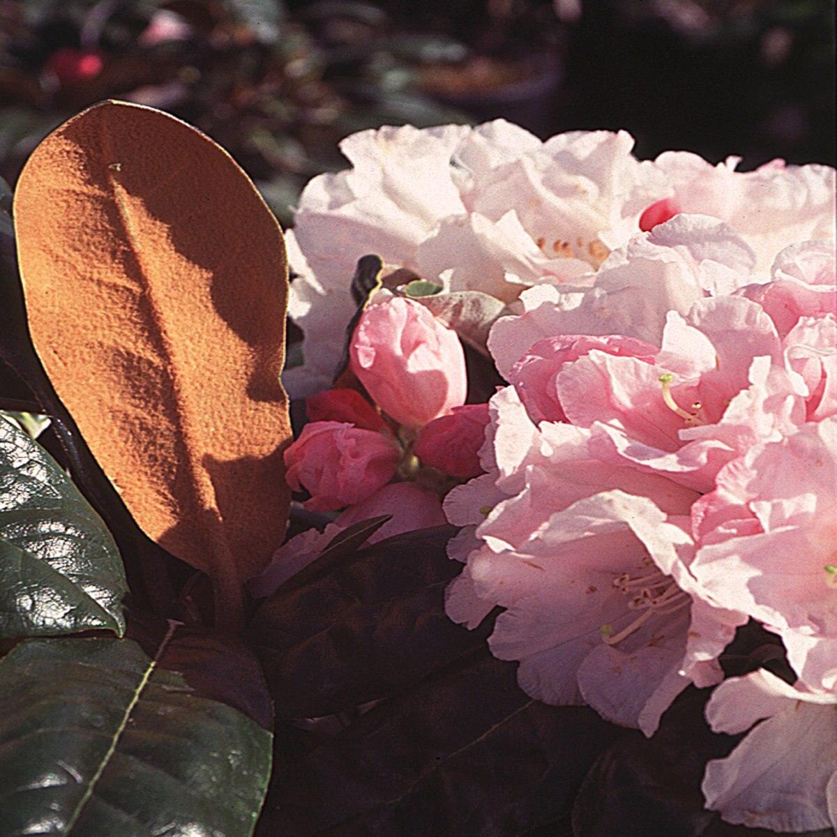 Rhododendron Teddy Bear - View 9 from www redcrocus com