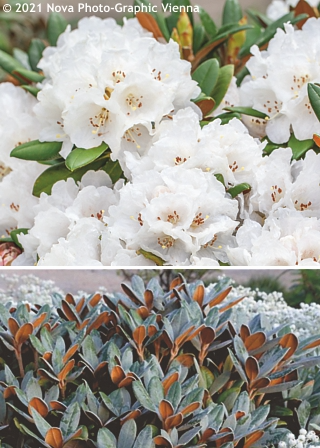 Rhododendron Teddy Bear - View 9 from www redcrocus com