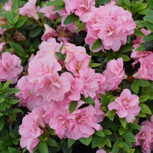 Azalea Bloom A Thon Hot Pink - View 10 from www redcrocus com