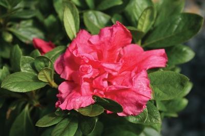 Azalea Bloom A Thon Hot Pink - View 14 from www redcrocus com