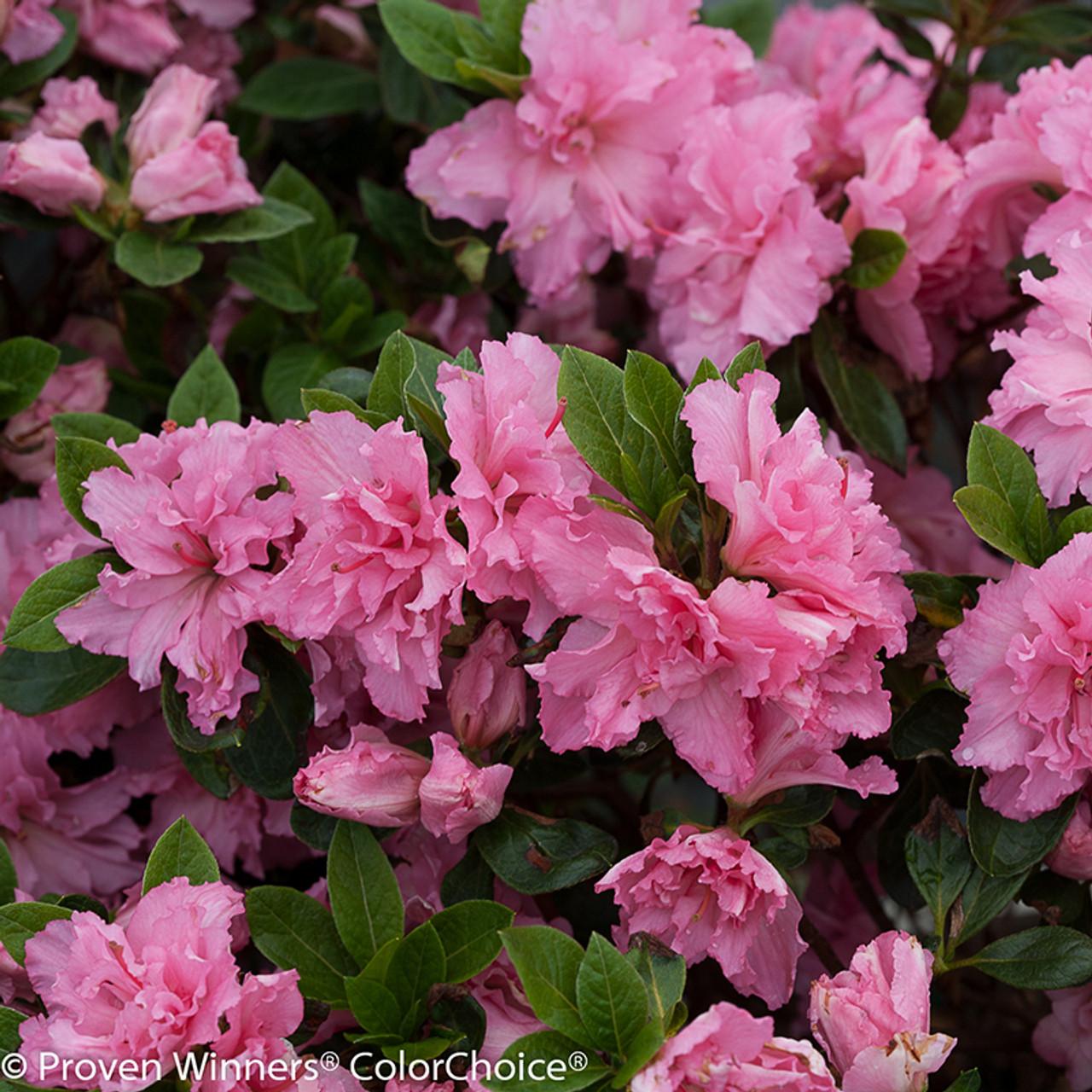 Azalea Bloom A Thon Hot Pink - View 17 from www redcrocus com