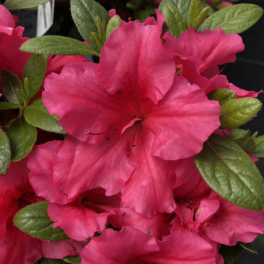Azalea Bloom A Thon Hot Pink - View 1 from www redcrocus com