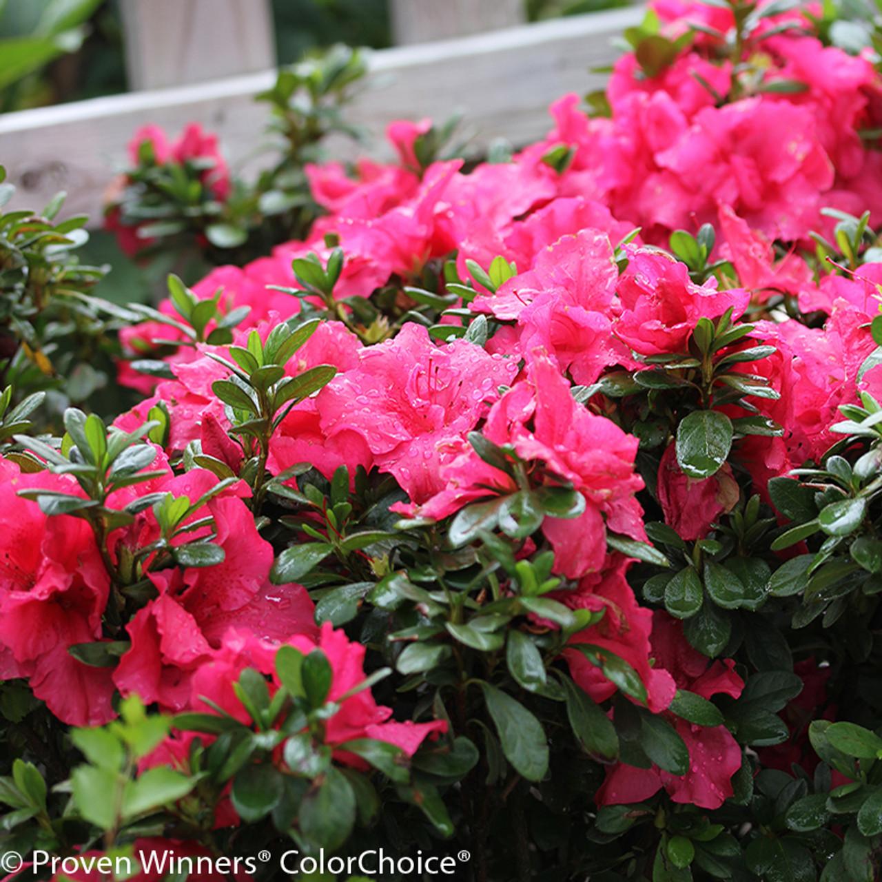 Azalea Bloom A Thon Hot Pink - View 2 from www redcrocus com