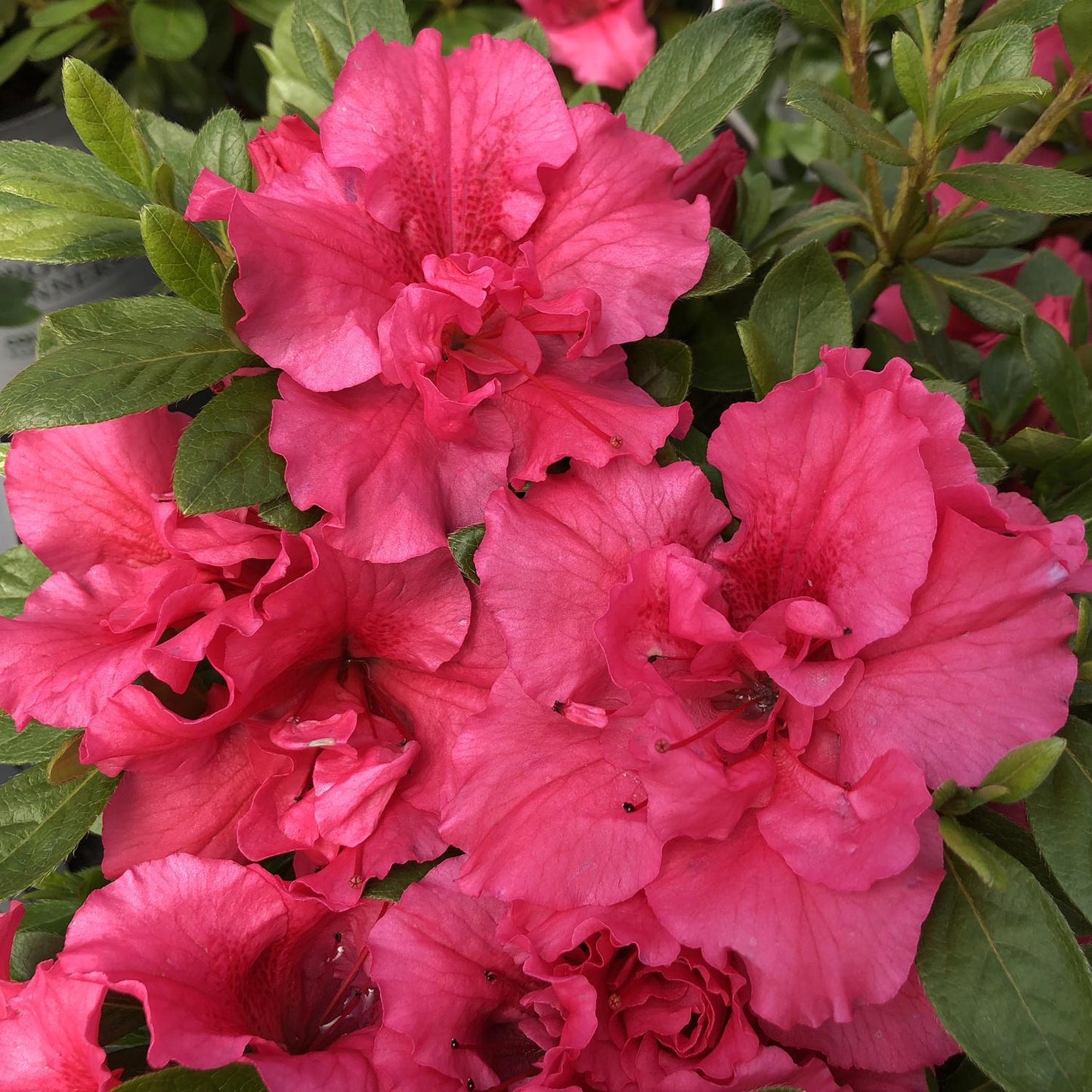 Azalea Bloom A Thon Hot Pink - View 3 from www redcrocus com
