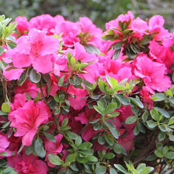 Azalea Bloom A Thon Hot Pink - View 5 from www redcrocus com