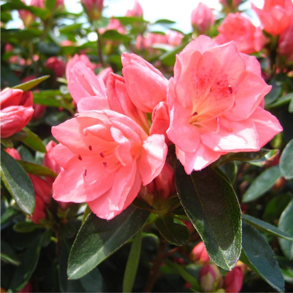 Azalea Bloom A Thon Hot Pink - View 8 from www redcrocus com