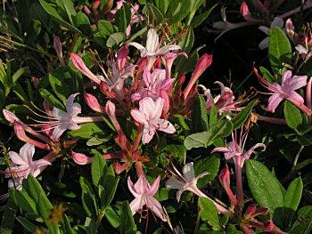 Azalea Viscosum Pink Mist - View 11 from www redcrocus com