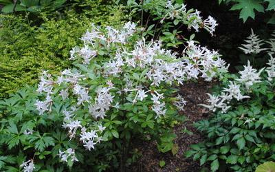 Azalea Viscosum Pink Mist - View 13 from www redcrocus com