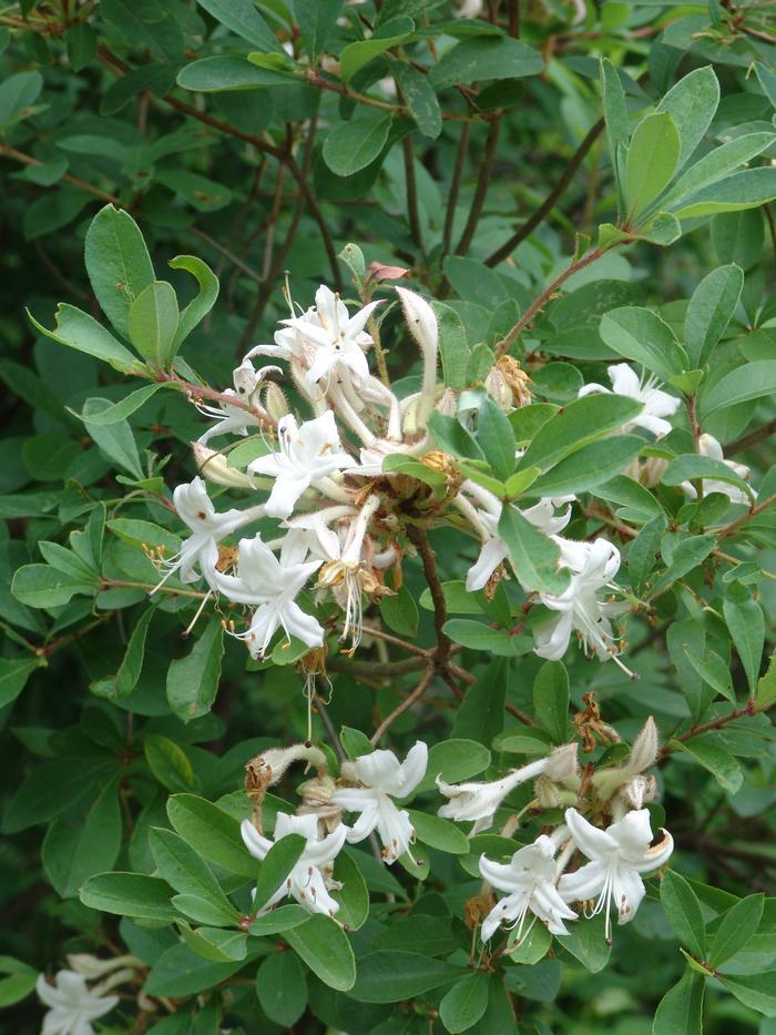 Azalea Viscosum Pink Mist - View 14 from www redcrocus com
