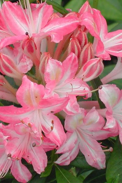 Azalea Viscosum Pink Mist - View 15 from www redcrocus com