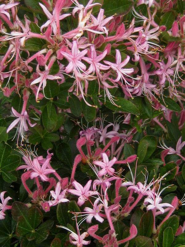 Azalea Viscosum Pink Mist - View 17 from www redcrocus com