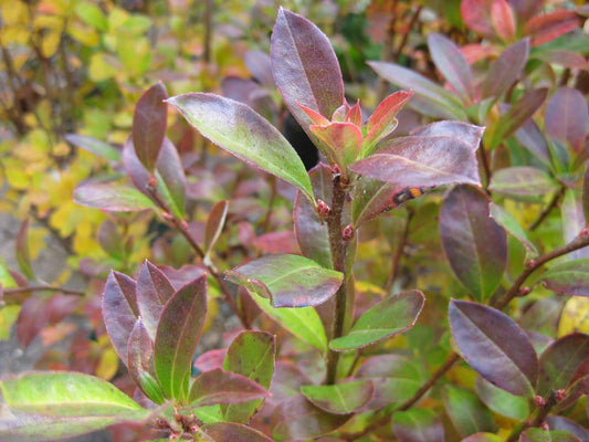 Azalea Viscosum Pink Mist - View 1 from www redcrocus com
