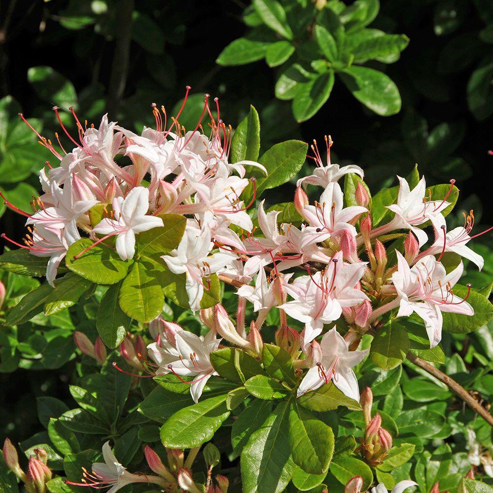 Azalea Viscosum Pink Mist - View 2 from www redcrocus com