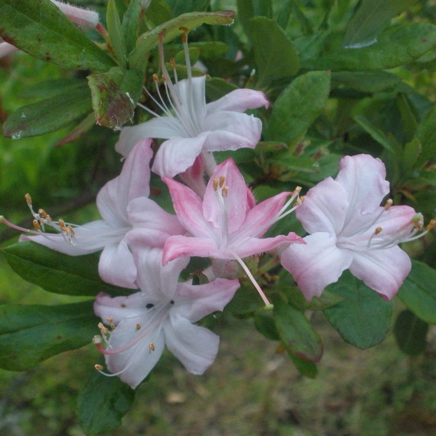 Azalea Viscosum Pink Mist - View 5 from www redcrocus com