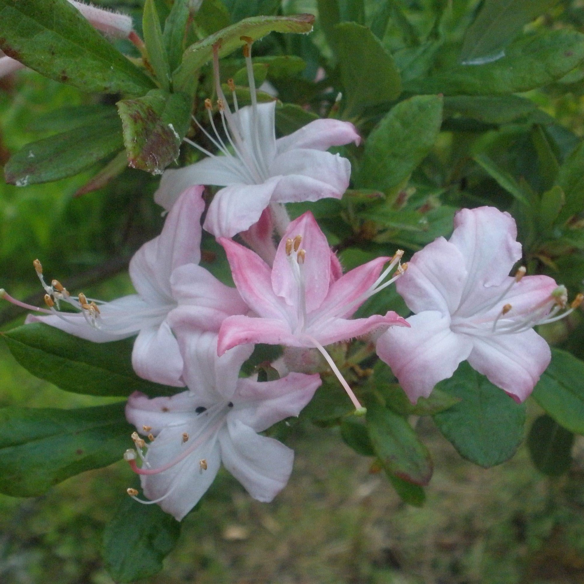 Azalea Viscosum Pink Mist - View 5 from www redcrocus com