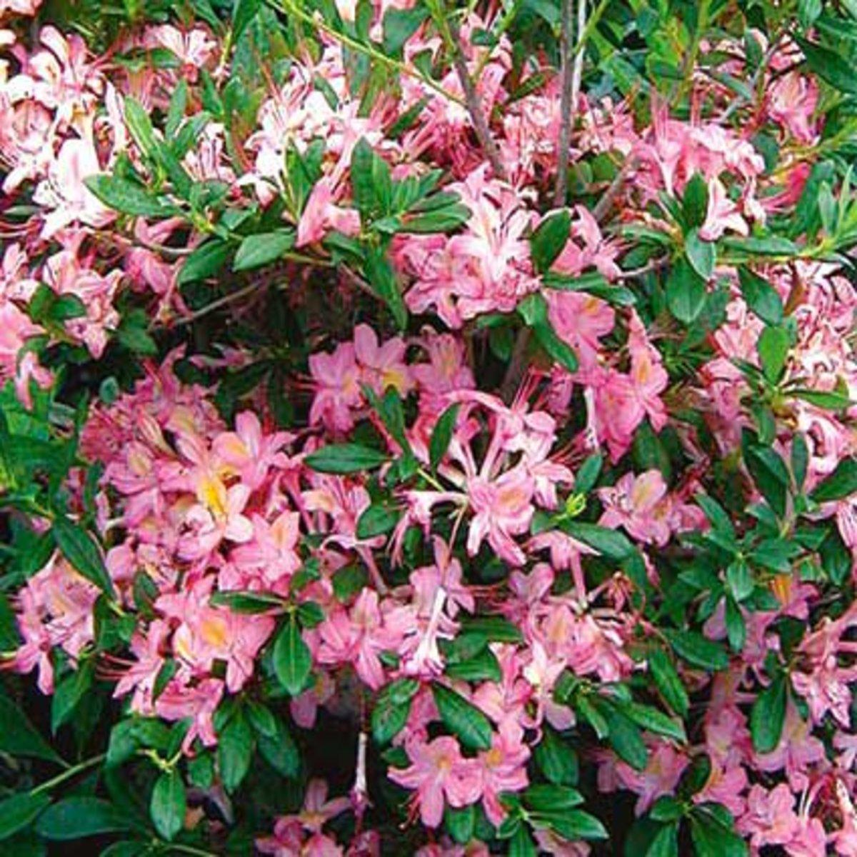 Azalea Viscosum Pink Mist - View 6 from www redcrocus com