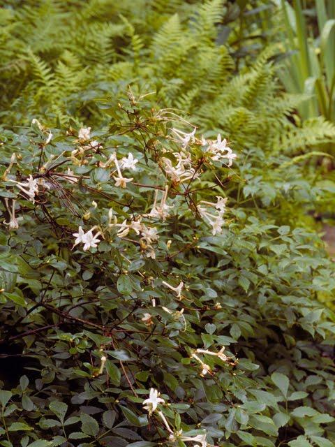 Azalea Viscosum Pink Mist - View 8 from www redcrocus com