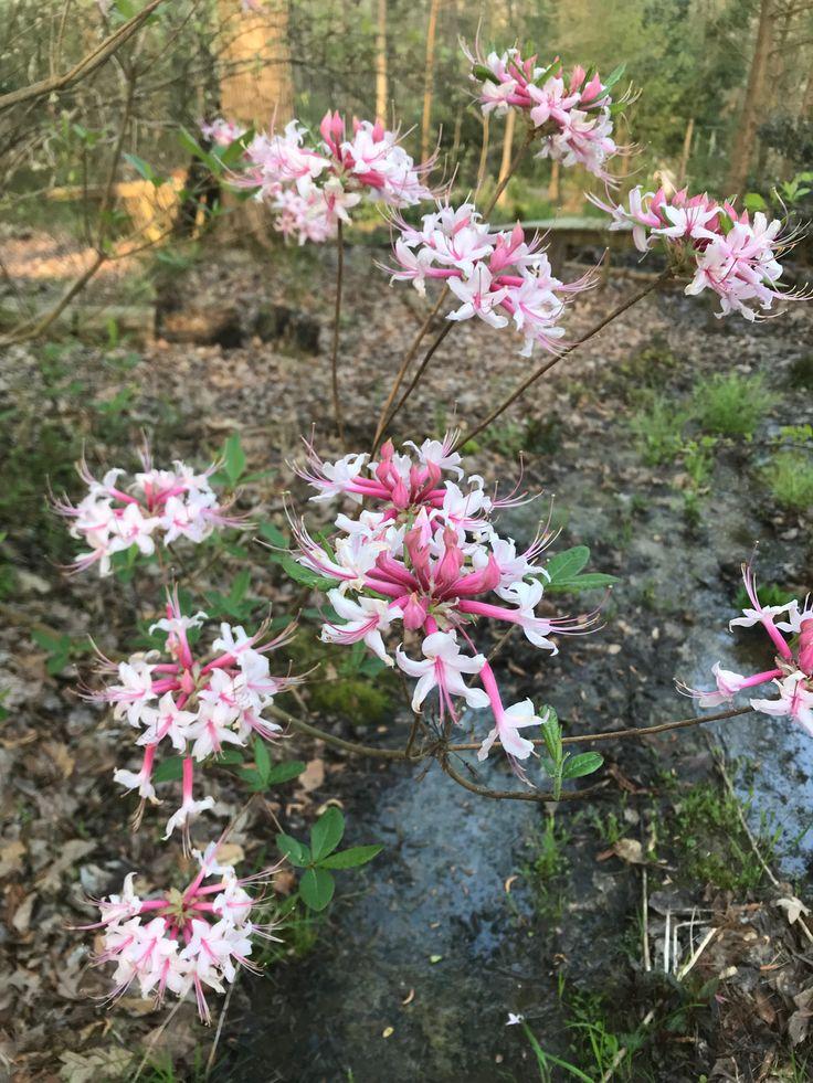Azalea Viscosum Pink Mist - View 9 from www redcrocus com