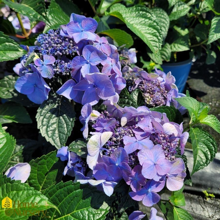 Hydrangea Macrophylla Pop Star - View 10 from www redcrocus com